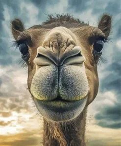 Camel Face Diamond Painting