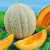 Cantaloupe Fruit Diamond Painting