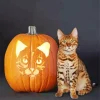Cat Pumpkin Diamond Painting