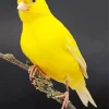 Domestic Canary Diamond Painting