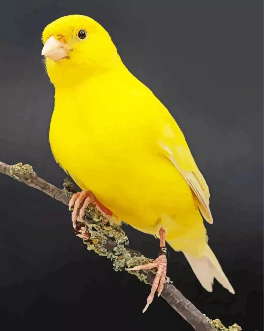 domestic canary Diamond By Numbers Domestic Canary Diamond Painting