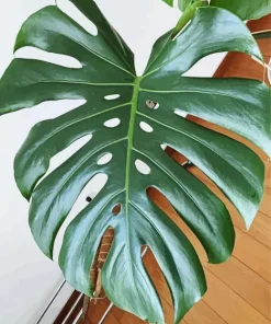 Green Monstera Leaves Diamond Painting