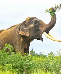 Indian Elephant Diamond Painting