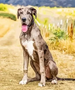 Merle Great Dane Diamond Painting