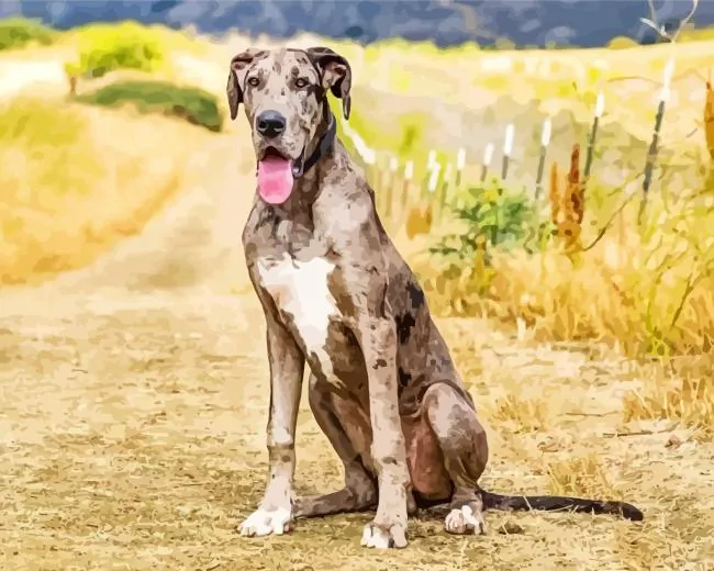 merle great dane Diamond Paintings Merle Great Dane Diamond Painting