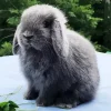 Miniature Lop Bunny Diamond Painting