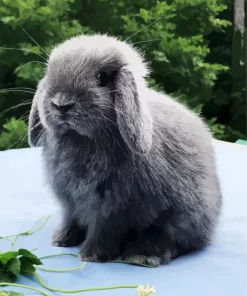 Miniature Lop Bunny Diamond Painting