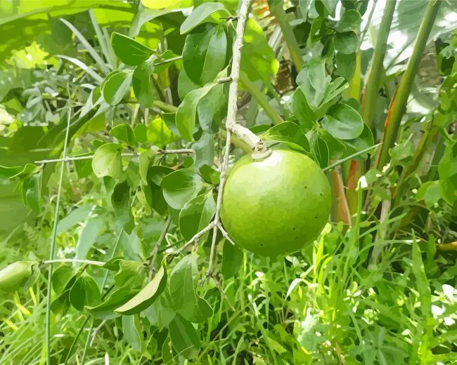 monkey orange tree Diamond Paintings Monkey Orange Tree Diamond Painting