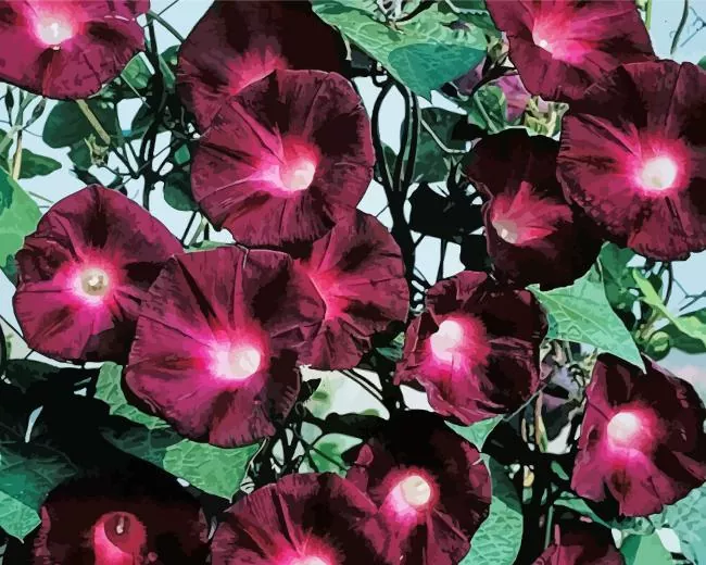 morning glories Diamond by Numbers Morning Glories Diamond Painting