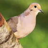 Mourning Dove Diamond Painting