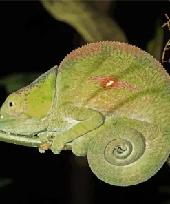 Nadzikambia Diamond Painting