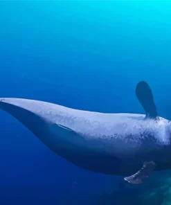 Narwhal Animal Diamond Painting