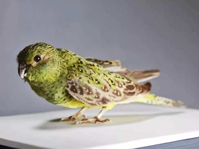 night parrot bird Diamond by Numbers Night Parrot Bird Diamond Painting