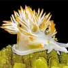 Nudibranch Animal Diamond Painting
