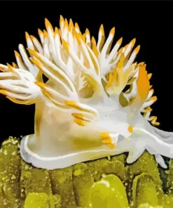 Nudibranch Animal Diamond Painting