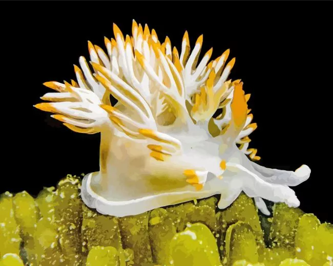 nudibranch animal Diamond Paintings Nudibranch Animal Diamond Painting