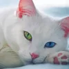 Odd Eyed White Cat Diamond Painting
