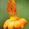 Orange Butterfly Diamond Painting