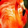 Orange Flamingo Bird Diamond Painting