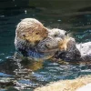 Otters Holding Hands Diamond Painting