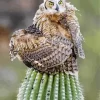 Owl On Cactus Diamond Painting