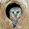 Owl Tree Hole Diamond Painting