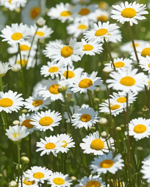 oxeye daisy flowers Diamond By Numbers Oxeye Daisy Flowers Diamond Painting