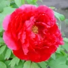 Paeonia Suffruticosa Diamond Painting