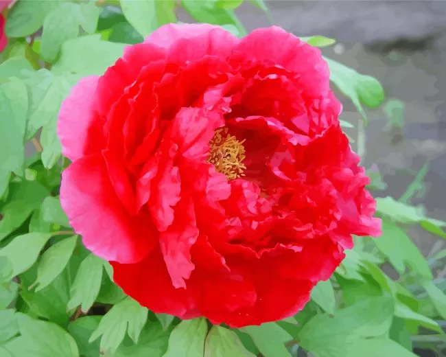 paeonia suffruticosa Diamond Paintings Paeonia Suffruticosa Diamond Painting