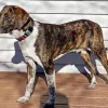 Plott Hound Dog Diamond Painting