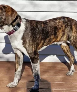 Plott Hound Dog Diamond Painting