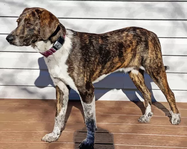 plott hound dog Diamond Paintings Plott Hound Dog Diamond Painting