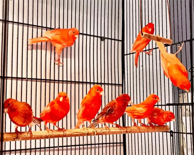 red factor canary birds Diamond By Numbers Red Factor Canary Birds Diamond Painting