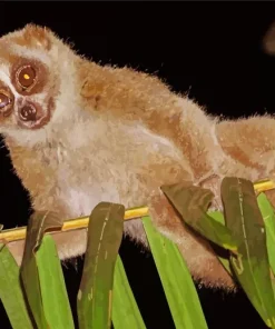 Slow Loris Primate Diamond Painting