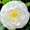 White Camellia Flower Diamond Painting