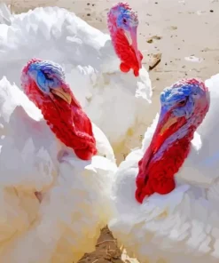 White Holland Turkey Diamond Painting