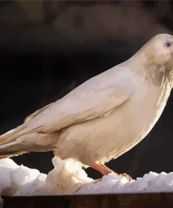 White Raven Bird Diamond Painting